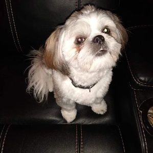 Meet your Posher, Patricia